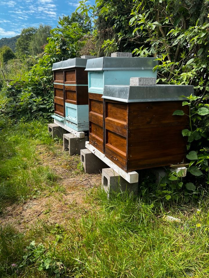 Bienenstock zu verkaufen in Boppard