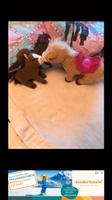 ♥️ Baby Born Pferd mit Fohlen Puppe Puppen Zubehör Nordrhein-Westfalen - Hilden Vorschau