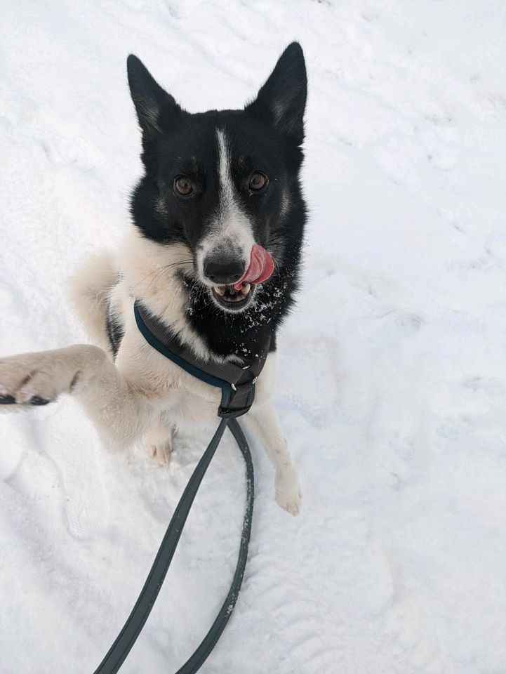 Perfekte Agility Hündin Narta sucht aktive Menschen in Weilburg