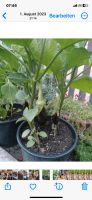 Große Auberginen Pflanze Angebot!!! Nordrhein-Westfalen - Gelsenkirchen Vorschau