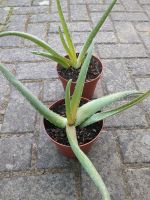 Aloe Vera Heilpflanze Bayern - Illertissen Vorschau