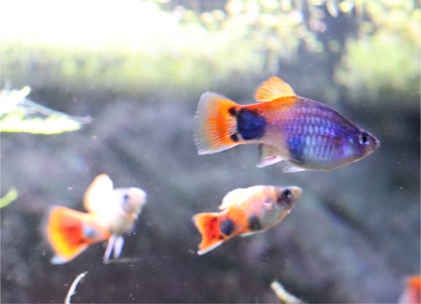 Platy "Blue Butterfly  Micky Mouse" Xiphophorus maculatus in Geseke