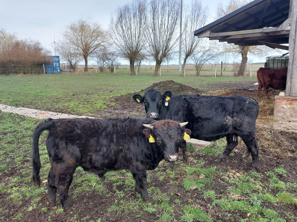 Dexter - 2 reinrassige genetisch hornlose Kühe in Boitzenburger Land
