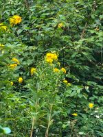 Bienenweide Goldrute gegen selbstgewählten Spardosenobulus Niedersachsen - Langwedel Vorschau