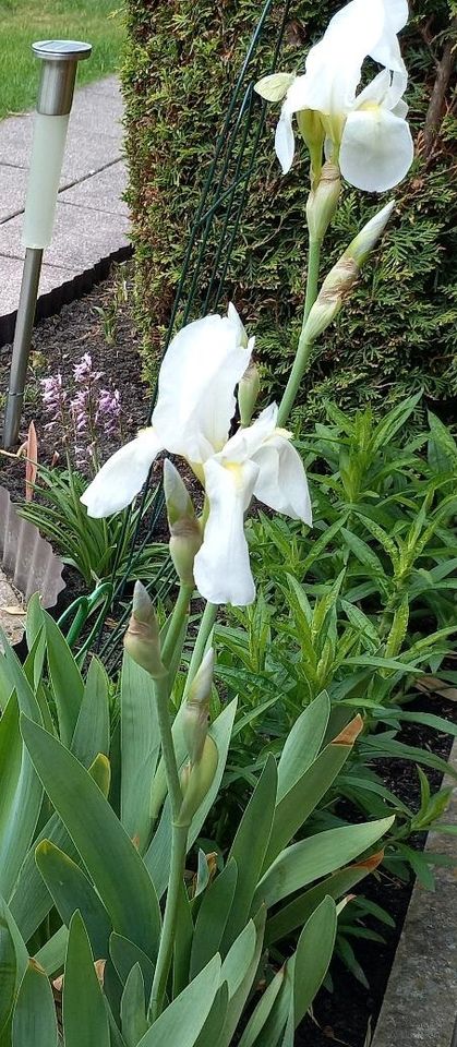 Lilie weisse  blühend Staude winterhart Blume Pflanze Garten in Waltrop