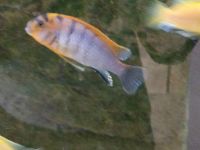 8x Labidochromis Hongi Malawi: Labidochromis Fische Aquarium Bayern - Abenberg Vorschau