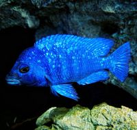 Placidochromis phenochilus Lupingu Malawi nonmbuna Mecklenburg-Vorpommern - Gützkow Vorschau