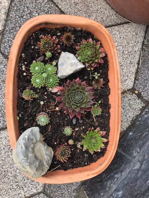 Sedum Sempervivum Steingarten Dachbepflanzung Dekoration in Wutha-Farnroda