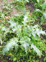 Mariendistel Samen Marien Distel Heilpflanze Schildkröte Futter Baden-Württemberg - Pfedelbach Vorschau