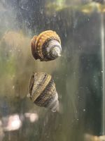 Pianoschnecke super Pinselalgenfresser Taia naticoides Sachsen-Anhalt - Magdeburg Vorschau