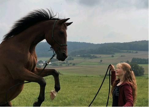 *Pferdeflüstern, Mensch-Pferd-Training, Ausbildung, Horsemanship* in Medow (bei Anklam)