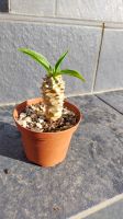 Euphorbia vulcanii  caudex Rarität Sachsen - Radeburg Vorschau