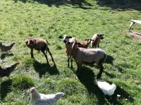 Barbados Schafe Bayern - Pleystein Vorschau