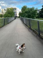 Hundesitter Mo-Do - Derendorf Düsseldorf - Pempelfort Vorschau