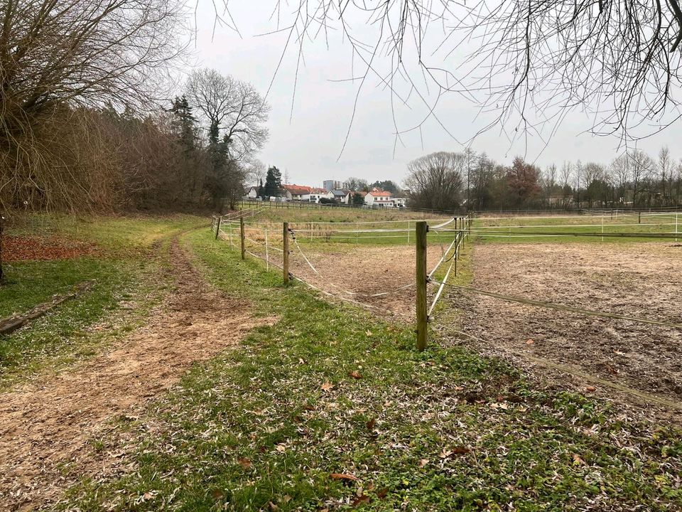 *Provisionsfrei* Wiesengrundstück direkt am Reitstall in Heroldsberg in Heroldsberg