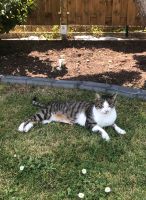 Katze gesucht/ Katze vermisst in Ichtershausen seit 22.04. Thüringen - Ichtershausen Vorschau