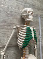 Skelett ca. 85cm groß Rheinland-Pfalz - Straßenhaus Vorschau