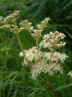 Echtes Mädesüß Filipendula ulmaria Thüringen - Hohenstein bei Nordhausen Vorschau