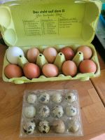 Hühner Eier und Wachteleier Nordvorpommern - Landkreis - Bad Sülze Vorschau