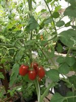 Mini Kumato braun, Raritäten alte Sorten Tomaten Pflanzen Berlin - Reinickendorf Vorschau