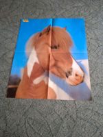 20 Pferde Poster inkl. Versand Paket 1 Niedersachsen - Langelsheim Vorschau
