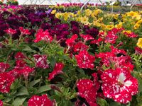 Sommerblumen Geranien Petunien Beet Balkonpflanzen Tagetes ab Sachsen-Anhalt - Bad Schmiedeberg Vorschau