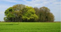 Suche Acker-  und Waldflächen Bayern - Breitbrunn Vorschau