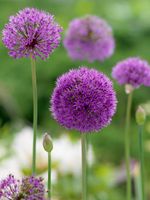 Allium Zwiebeln violett, Kugellauch, Zierlauch Niedersachsen - Zeven Vorschau