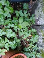 Tausche Walderdbeere Dresden - Strehlen Vorschau