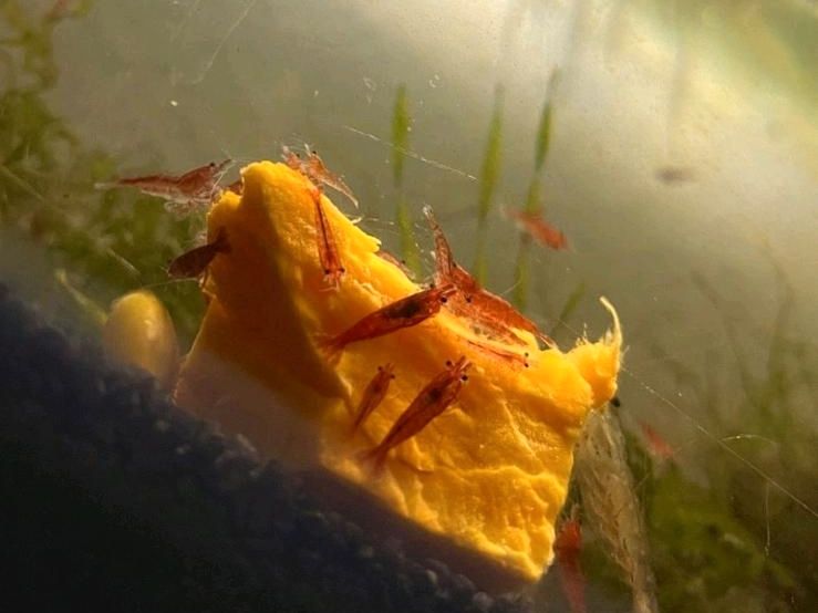 ✅️ Red Fire Garnelen Neocaridina Aquarium Rote Garnele einfach in Konstanz