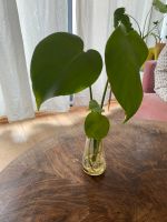 Monstera Ableger Leipzig - Leipzig, Südvorstadt Vorschau