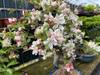 Bonsai Apfel Rheinland-Pfalz - Mendig Vorschau