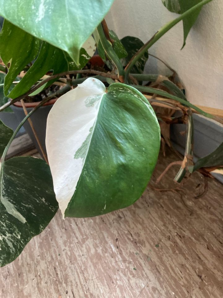 Monstera Variegata in Göttingen