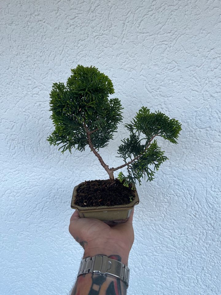 Bonsai Lavendel ,Mammutbaum, Muschelzypresse in Hausen Oberfr.