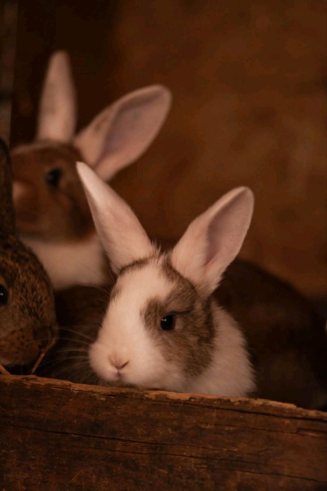 Kaninchen zu verkaufen in Lamspringe