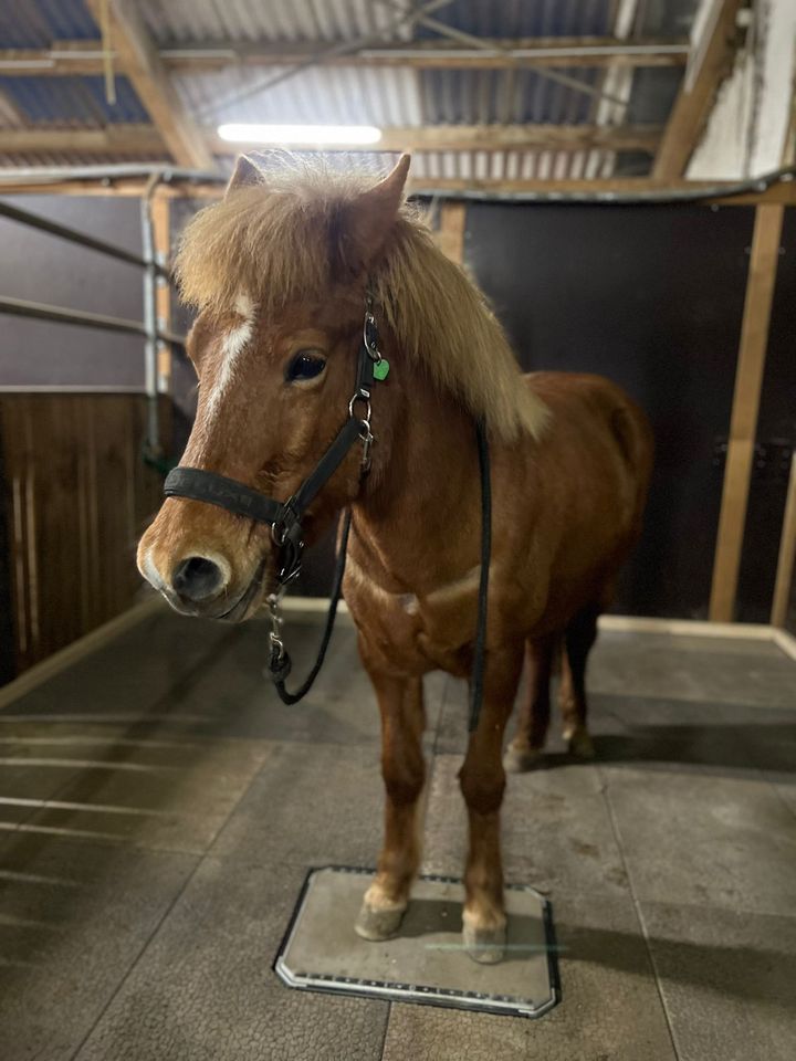 Urlaubsvertretung, Betreuung Pferd/Pony oder bei Krankheitsfall in Rot an der Rot