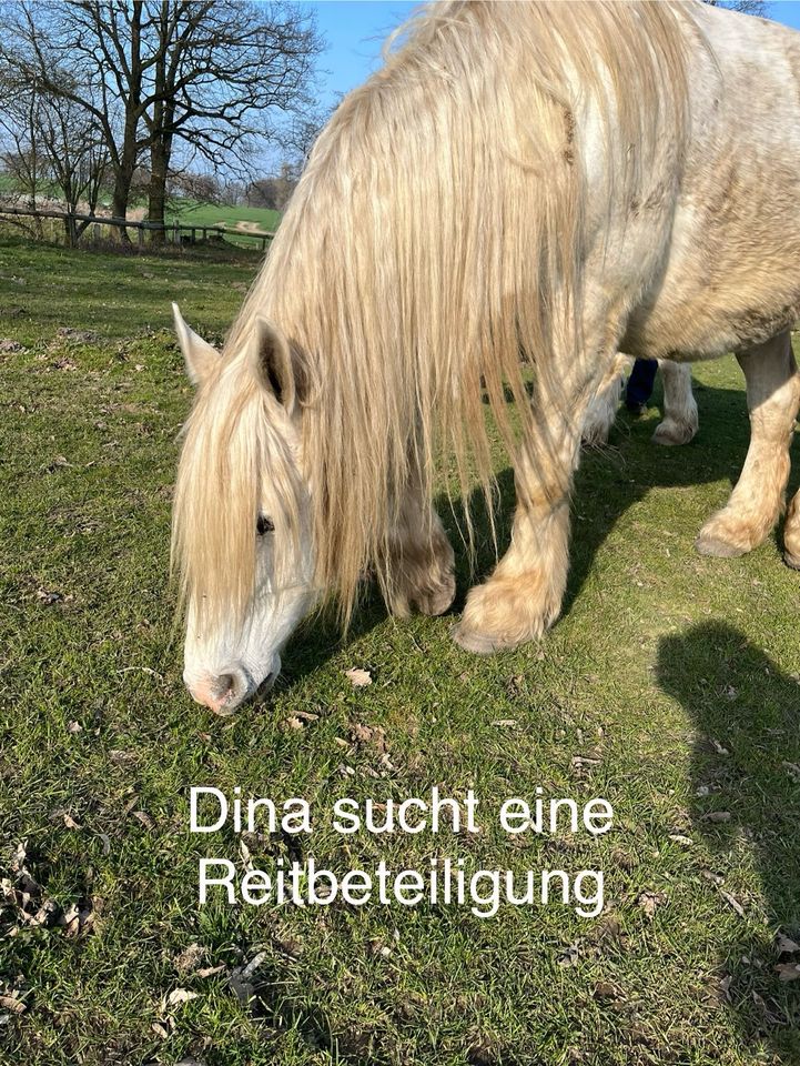 Pferde und Ponys suchen Dich in Rümpel