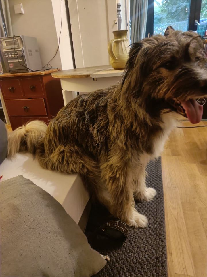 Fritz - 56 cm großer Hütehund in Hamburg