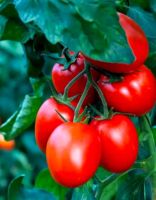 Tomatenpflanzen Solanum Frucht Rot und Schwarz Bayern - Waffenbrunn Vorschau