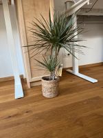 Dracaena Pflanze Berlin - Köpenick Vorschau