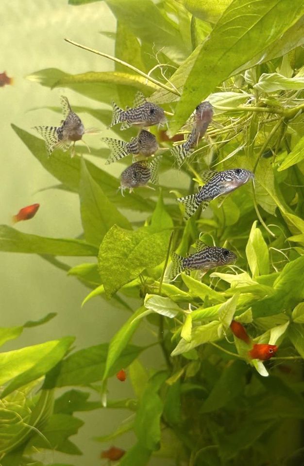 Corydoras sterbai 5€ in Esslingen