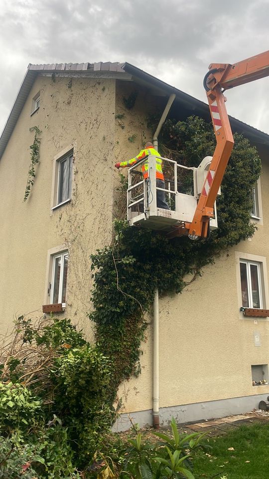 Baumfällung Baumpflege Gehölzschnitt Baumpflanzung Baumkletterer in Marktrodach