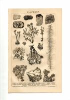 3 ANTIKE BILDTAFELN- 1893- BIO- PFLANZEN- FLECHTEN- PILZE- FUNGI Berlin - Mitte Vorschau