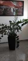 Glücksfeder "Zamioculcas" Pflanze Thüringen - Bad Tennstedt Vorschau