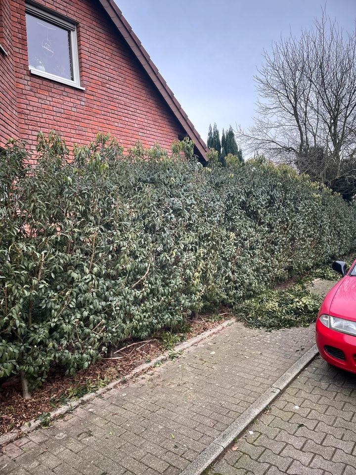 Hecke schneiden in Gelsenkirchen