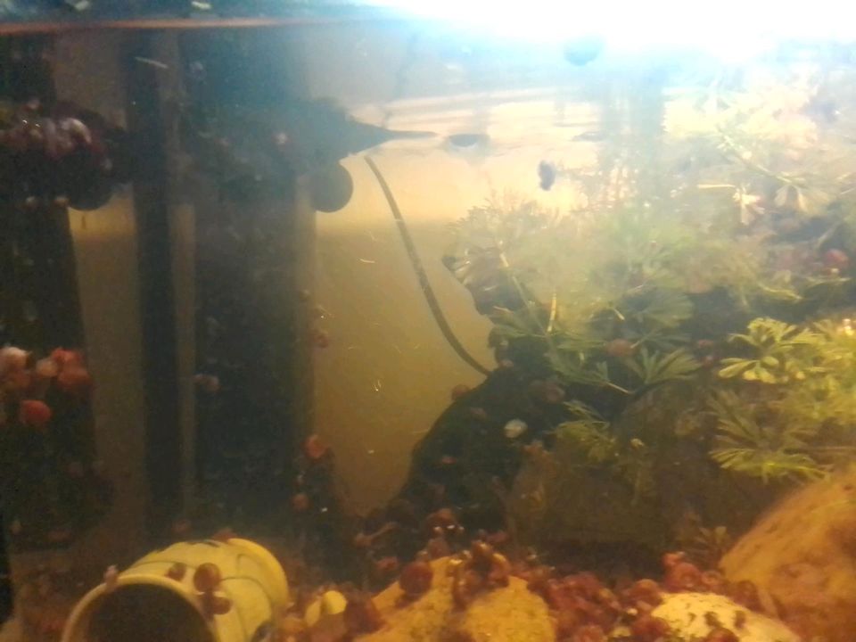 Aquarium 60l mit Pumpe und Fischen (*Pflanzen) in Hille