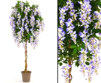 Kunstbaum Goldregen in Premium Qualität H:180cm violetten #KV315 Bayern - Jettenbach Vorschau