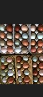 Frische Eier, Hühnereier mit Lieferung nach Berne ab 20 Eier Niedersachsen - Berne Vorschau