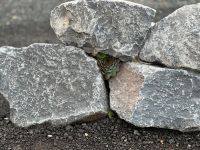 1000 kg Basalt Mauerstein handlich naturgebrochen Hessen - Langgöns Vorschau
