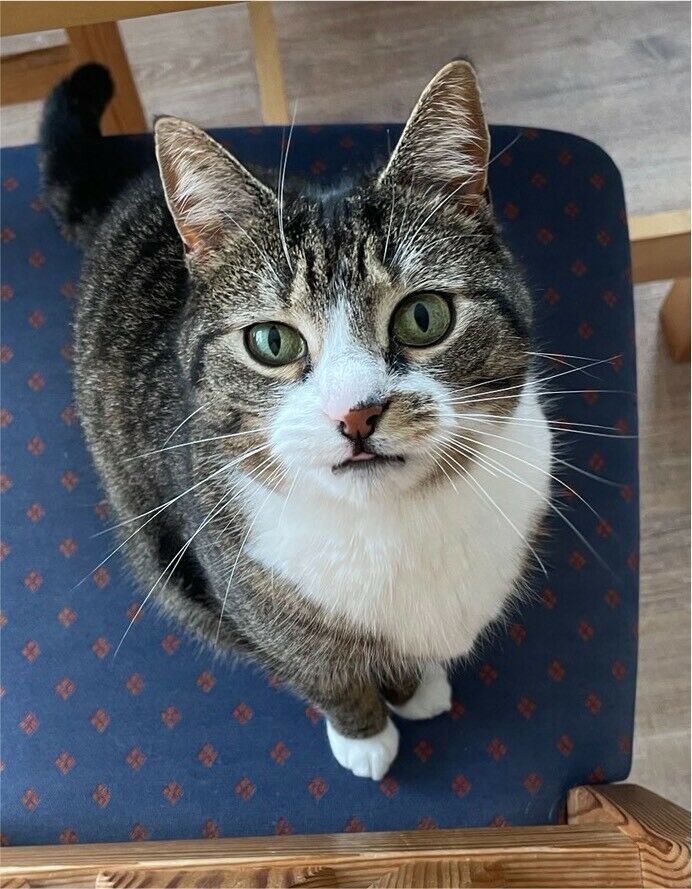 Wir suchen unsere Katze Emma in Heisfelde! in Leer (Ostfriesland)